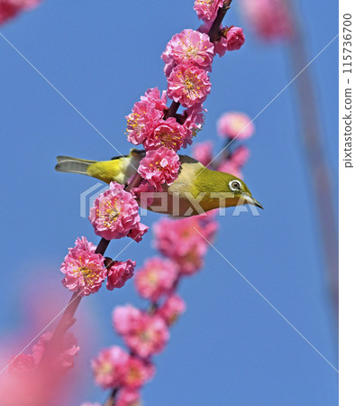 A white-eye has come to the red plum blossoms in full bloom (spring image) (dynamic image) A white-eye has come to the red plum blossoms in full bloom (spring image) (dynamic image) 115736700