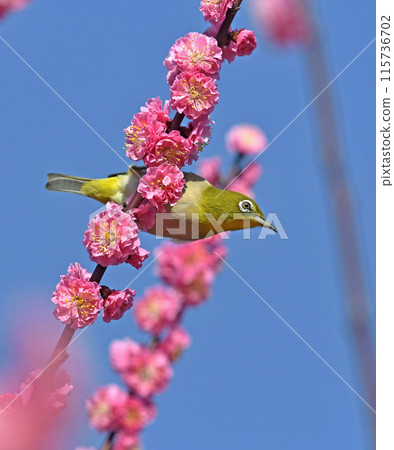 A white-eye has come to the red plum blossoms in full bloom (spring image) (dynamic image) 115736702