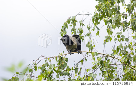 A common raven sitting on a green birch branch in summer. A black feathered bird croaks on a branch. A common raven sitting on a green birch branch in summer. A black feathered bird croaks on a branch. 115736954