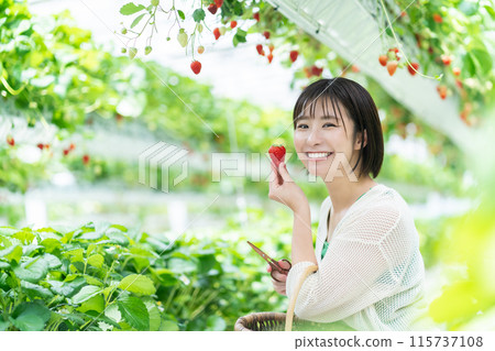 A woman picking strawberries A woman picking strawberries A woman picking strawberries A woman picking strawberries 115737108