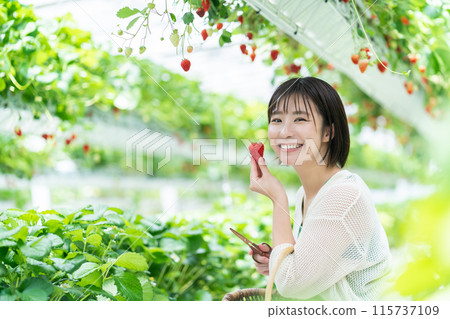 A woman picking strawberries A woman picking strawberries 115737109