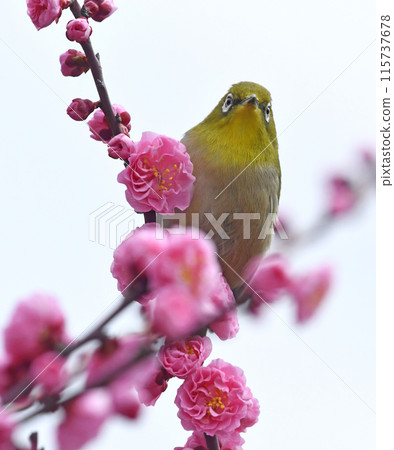 A white-eye has arrived to the red plum blossoms in full bloom (spring image) (heartwarming image) A white-eye has arrived to the red plum blossoms in full bloom (spring image) (heartwarming image) 115737678