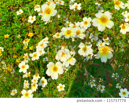 Cosmos flower field Winter cosmos 115737778