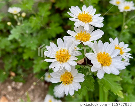 A photo of wild daisies growing on the coastal slopes of western Japan. A photo of wild daisies growing on the coastal slopes of western Japan. 115737933
