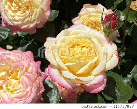 玫瑰花 粉紅玫瑰 黃玫瑰 115737957