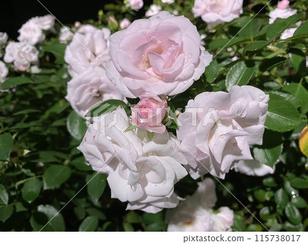 Rose Flower Pink Rose 115738017