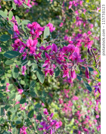 日本萩秋季七草萩花 115738123