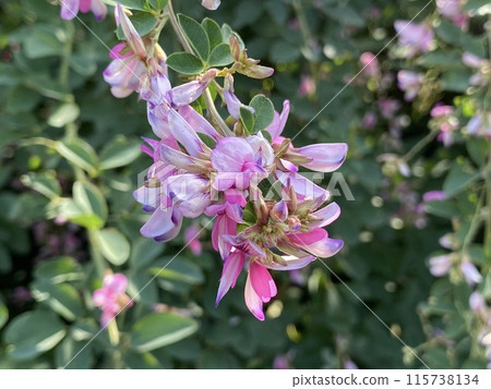 Hagi (Japanese bush clover) - Seven autumn herbs - Hagi flower Hagi (Japanese bush clover) - Seven autumn herbs - Hagi flower 115738134