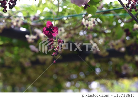 Akebi flower 115738615
