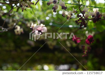 Akebi flower Akebi flower 115738617