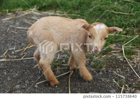 Close-up of baby goat_Hokkaido Close-up of baby goat_Hokkaido 115738640