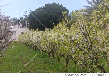 Spring blossoming spring flowers on a plum tree against blue sky 2 115738643