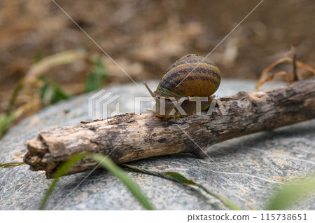 Close up of a common brown garden snail 3 Close up of a common brown garden snail 3 115738651