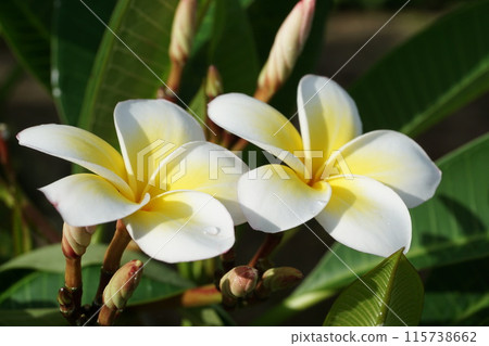 One-ring plumeria One-ring plumeria 115738662