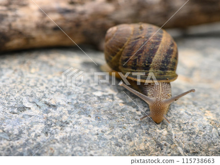 close up of a snail on a stone with blurred background close up of a snail on a stone with blurred background 115738663