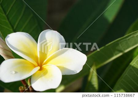 熱帶花卉雞蛋花 115738667