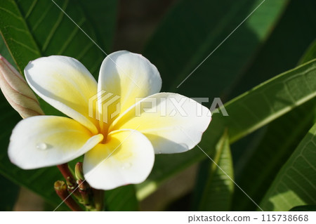 Plumeria blooming in Okinawa 115738668