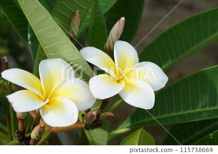 石垣島上盛開的蛋花 115738669