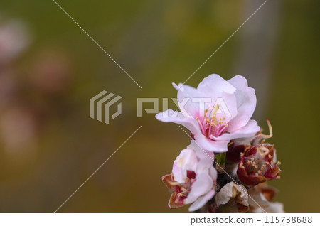 Close-up of Almond Tree Blossoms Close-up of Almond Tree Blossoms 115738688