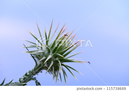 Mariana thistle flower (Silybum marianum) against the sky Mariana thistle flower (Silybum marianum) against the sky 115738689