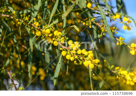 Beautiful bright yellow hairy mimosa flowers close-up. Blooming mimosa tree in early spring waves on wind. Sunny spring day Beautiful bright yellow hairy mimosa flowers close-up. Blooming mimosa tree in early spring waves on wind. Sunny spring day 115738696