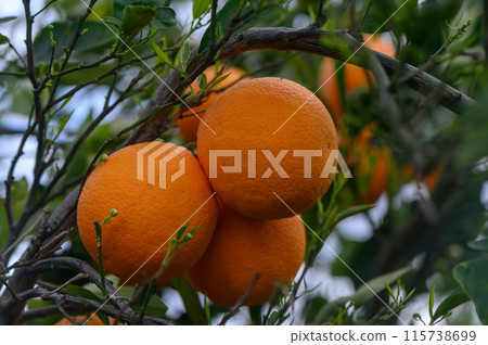 Citrus branches with organic ripe fresh oranges growing on branches with green leaves in a sunny orchard. 3 115738699