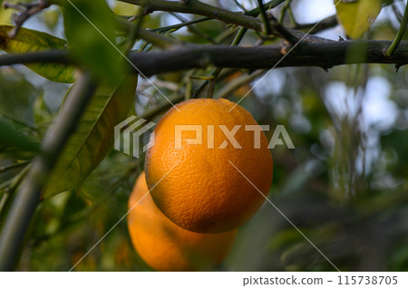 Ripe oranges hanging between the leaves on the branches of the trees of an organic citrus grove, in winter. Traditional agriculture. 2 Ripe oranges hanging between the leaves on the branches of the trees of an organic citrus grove, in winter. Traditional agriculture. 2 115738705