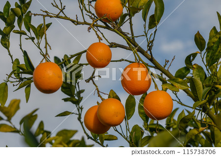 orange tree branches with ripe juicy fruits. natural fruit background outdoors 2 orange tree branches with ripe juicy fruits. natural fruit background outdoors 2 115738706