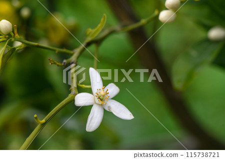 closeup shot of orange blossom flowers on sweet orange tree 115738721