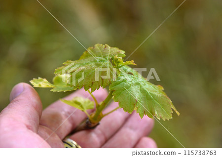 Young grape sprout in a man's hand 1 115738763