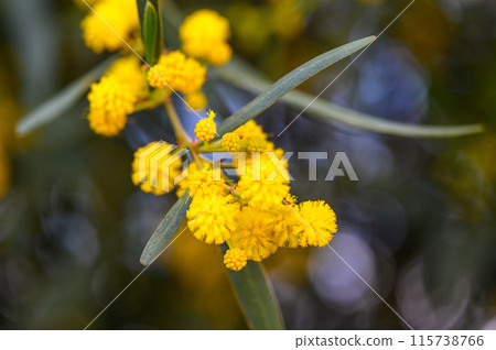 Yellow mimosa flowers. Close up. Spring, Womens day, Easter greeting card. Nature background 1 Yellow mimosa flowers. Close up. Spring, Womens day, Easter greeting card. Nature background 1 115738766