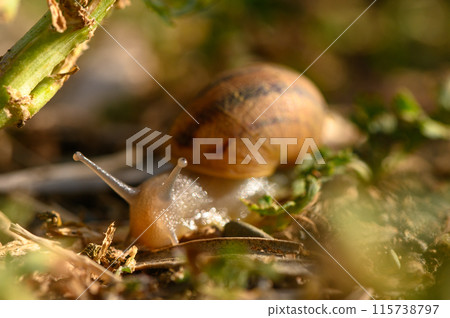 Big snail in shell crawling on road, summer day in garden 1 Big snail in shell crawling on road, summer day in garden 1 115738797