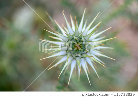 Mariana thistle flower (Silybum marianum) top view 115738829