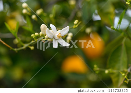 Cyprus orange and orange flowers. Spring harvest 115738835