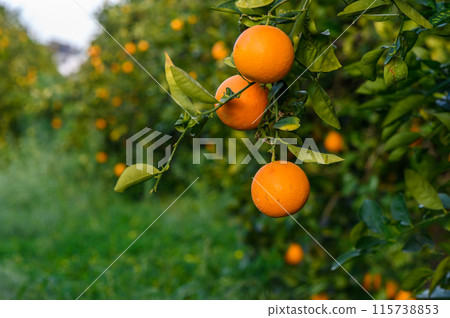 Orange citrus plantations with rows of orange trees, new harvest of sweet juicy oranges 9 115738853