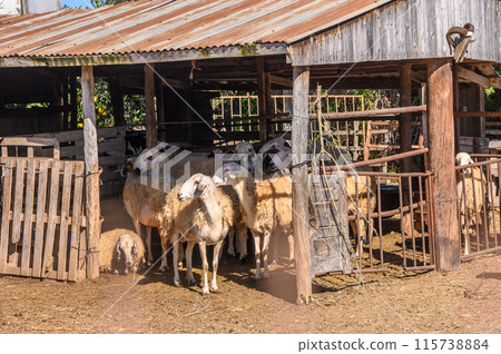 herd of sheep walks freely on a farm on a sunny day, eco farm concept2 115738884