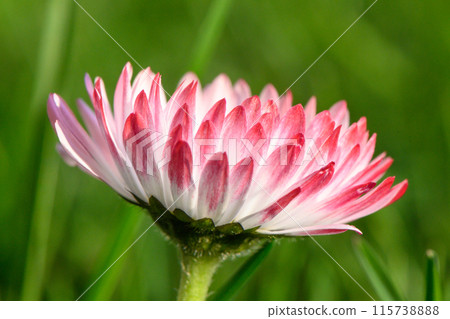 white-pink magarita flower is beautiful and delicate on a blurred grass background2 115738888
