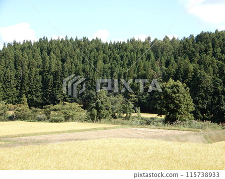 雪松樹針葉林 雪松樹針葉林 115738933