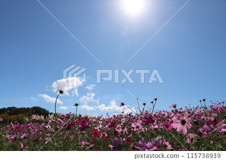 沐浴在秋日陽光下的美麗波斯菊 115738939