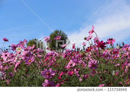 海風吹過的宇宙場 -4 115738940