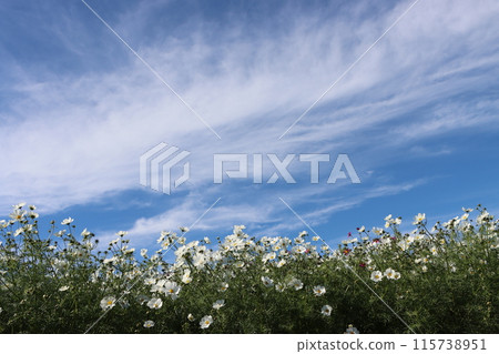 White cosmos field floating in the blue sky - 1 115738951