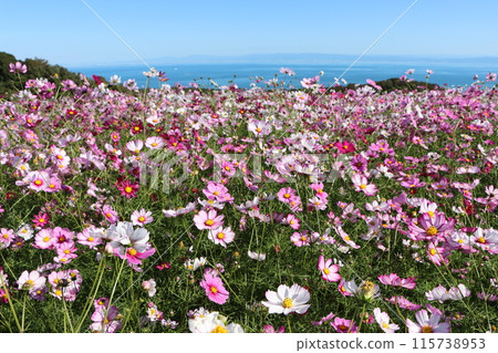 Cosmos field with ocean view on Awaji Island - Part 2 115738953