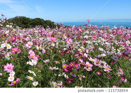 Cosmos field with ocean view on Awaji Island - Part 3 115738954