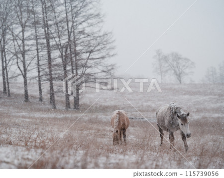 北海道冬季兒童 115739056