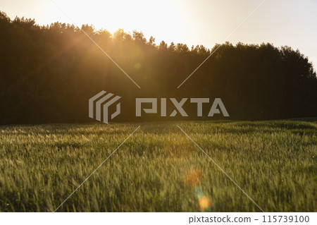 a new wheat harvest at sunset 115739100