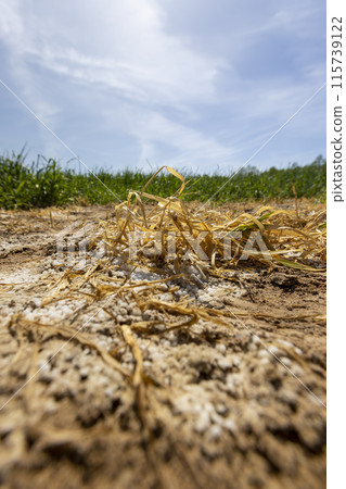 the destroyed wheat crop from the excessive use of mineral fertilizers 115739122