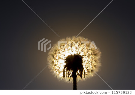 dandelion seeds in spring after flowering dandelion seeds in spring after flowering 115739123