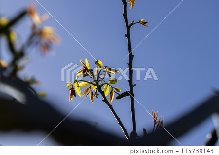 flowering walnut trees in the orchard 115739143
