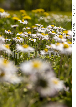 beautiful wild white and pink daisies in the green grass in spring 115739176