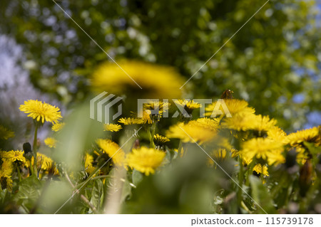 Beautiful wild yellow dandelions in the green grass in spring Beautiful wild yellow dandelions in the green grass in spring 115739178